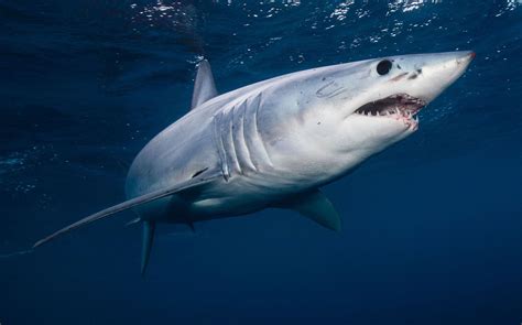 mako sharks pictures.